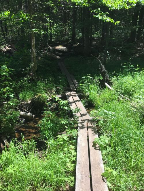 A wooden bridge crosses a small stream in a lush, green forest filled with trees and undergrowth.
