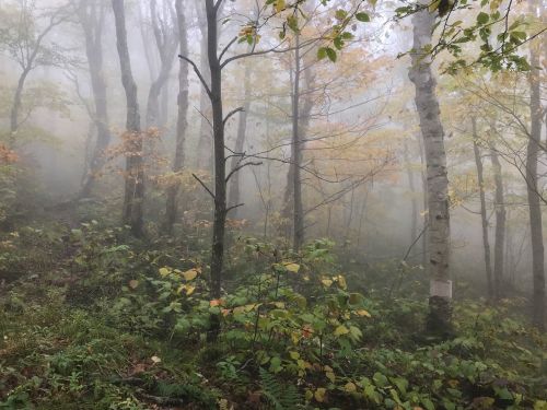 A misty forest scene with trees and colorful autumn leaves, creating a serene and mysterious atmosphere.
