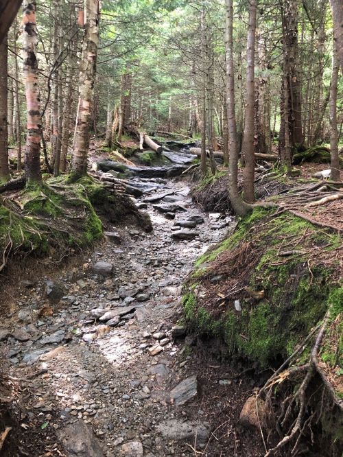 A rocky, dry creek bed surrounded by tall trees and lush greenery in a forested area.