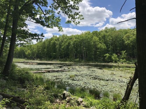 A serene pond surrounded by lush green trees and lily pads under a partly cloudy sky.