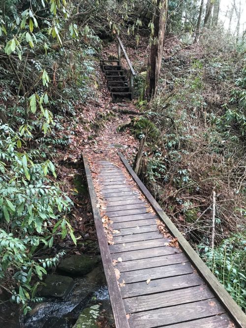 A wooden bridge over a small stream, leading to a path and stairs surrounded by lush greenery and fallen leaves.