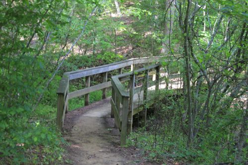 A wooden bridge curves over a path in a lush, green forest, surrounded by trees and foliage.