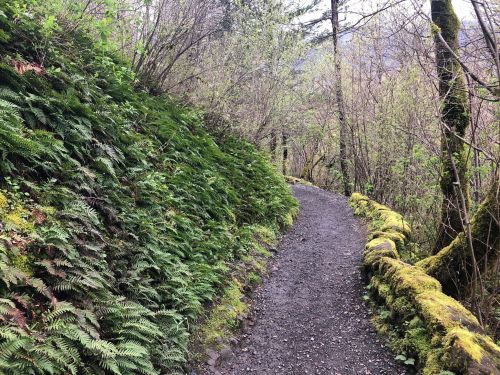A winding dirt path surrounded by lush green ferns and trees in a tranquil forest setting.