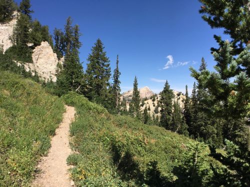 A scenic mountain trail surrounded by lush greenery and tall pine trees under a clear blue sky.