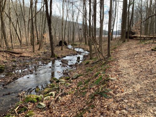 A serene forest scene with a winding stream, surrounded by bare trees and a leaf-covered path.