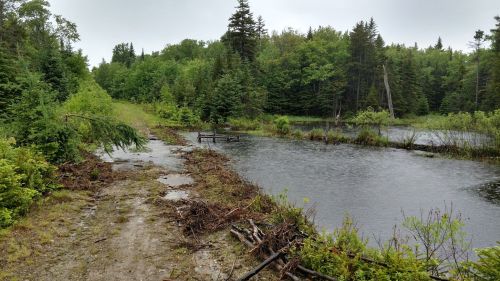 A muddy path beside a rain-soaked pond, surrounded by lush green trees and vegetation under a cloudy sky.