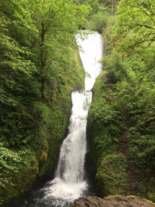 A cascading waterfall surrounded by lush green trees and foliage in a serene natural setting.