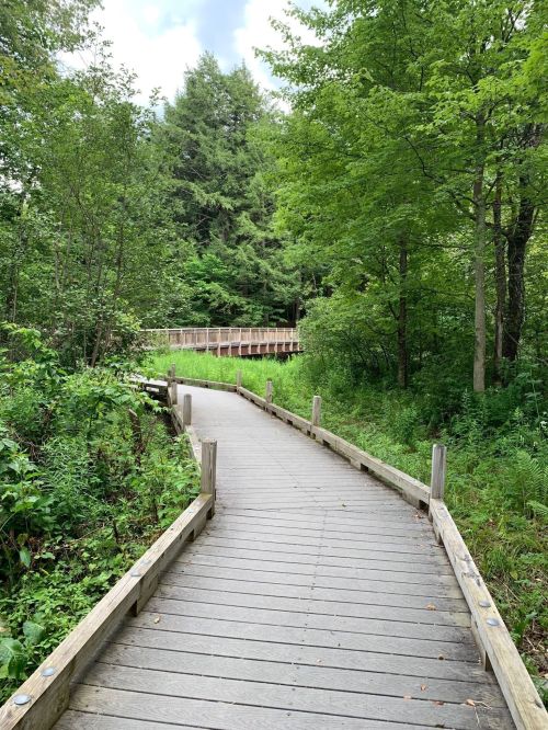 A wooden boardwalk winding through lush greenery, leading to a bridge in a serene forest setting.