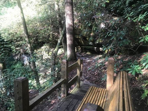 A wooden bench beside a path in a lush, green forest with trees and rocks in the background.