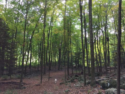 A serene forest scene with tall trees, green leaves, and a path covered in fallen leaves, with a dog in the distance.