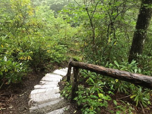 A winding stone staircase leads down through a lush, green forest with dense foliage and trees.