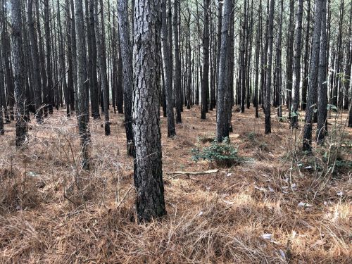 A dense forest of tall pine trees with a carpet of brown pine needles on the ground.