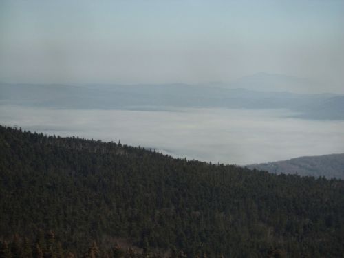 A misty landscape with rolling hills and dense forests, shrouded in fog under a pale sky.