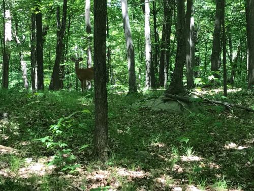 A deer stands among trees in a lush green forest, surrounded by sunlight and foliage.