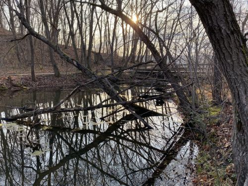 A serene river scene with bare trees and fallen branches reflected in the water, illuminated by soft sunlight.