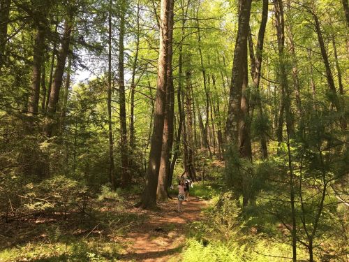 A serene forest path with tall trees and lush greenery, where two people walk along the trail.