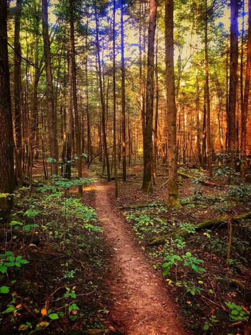 A winding dirt path through a sunlit forest, surrounded by tall trees and lush greenery.