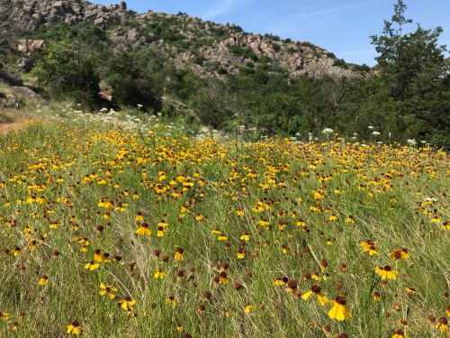 A vibrant field of yellow and brown wildflowers with a rocky hillside and green trees in the background.