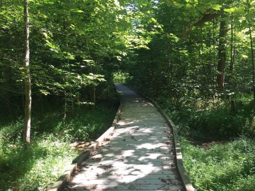 A wooden boardwalk winding through a lush green forest, surrounded by trees and dappled sunlight.