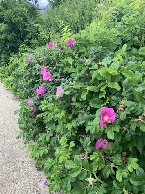 A lush green bush with vibrant pink flowers along a pathway, surrounded by greenery.
