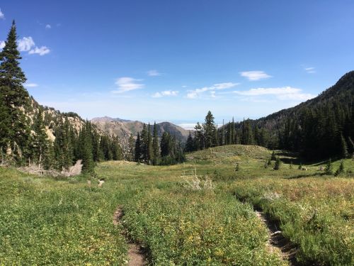 A scenic view of a lush green valley surrounded by mountains and tall pine trees under a clear blue sky.