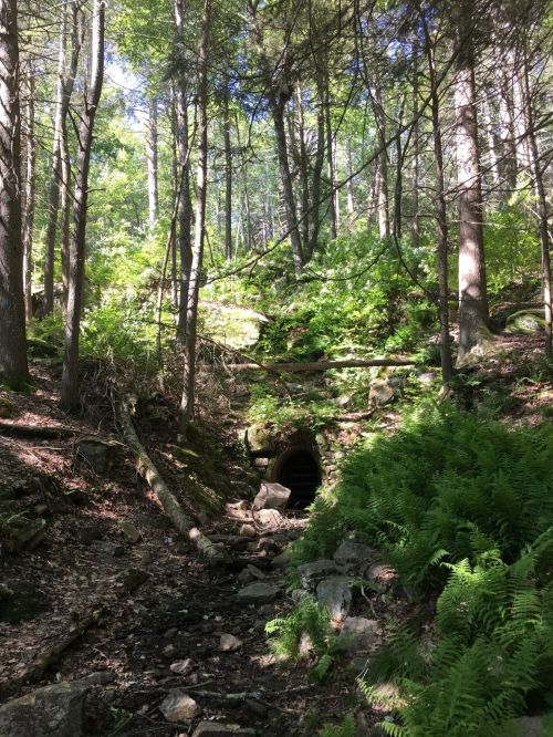 A serene forest scene with lush greenery, rocks, and a dark tunnel entrance surrounded by trees.
