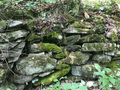 A moss-covered stone wall surrounded by greenery in a forested area.