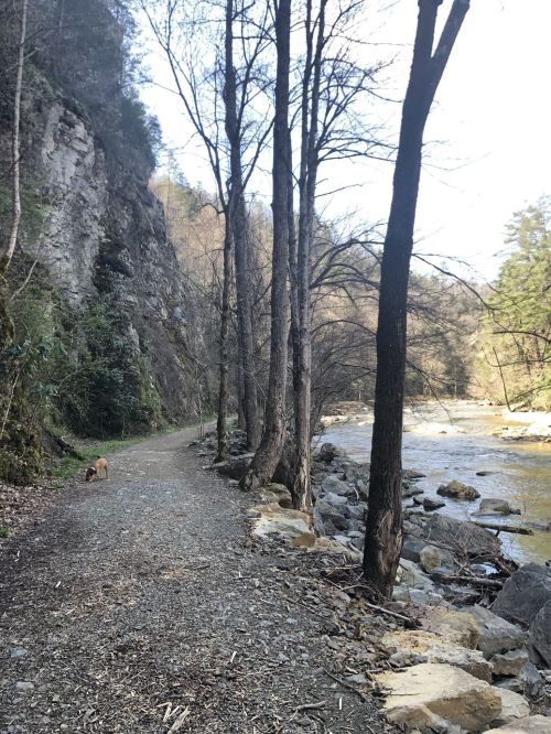 A scenic riverside path lined with trees, with a dog walking along the trail beside a rocky riverbank.