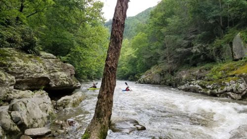 Two kayakers navigate a rushing river surrounded by lush green trees and rocky banks.