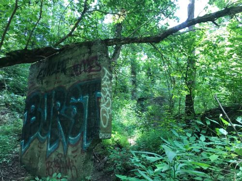 A concrete wall covered in colorful graffiti, surrounded by lush green foliage and trees in a wooded area.