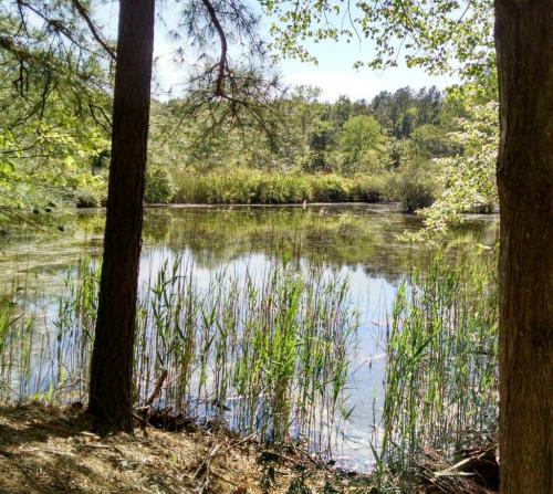 A serene pond surrounded by tall grasses and trees, reflecting the greenery of the landscape.