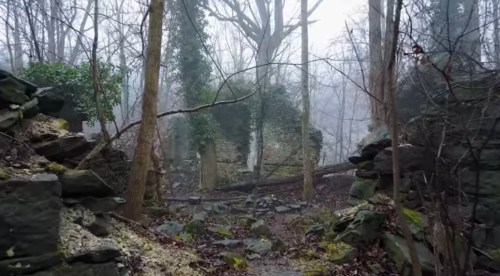 Foggy forest scene with stone ruins, bare trees, and overgrown vegetation creating a mysterious atmosphere.