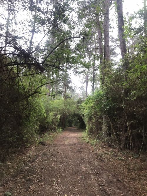 A dirt path winding through a dense forest with tall trees and lush greenery on either side.