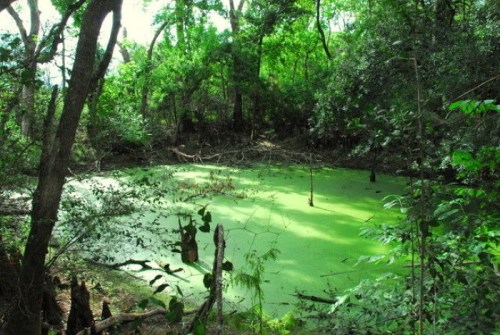 A serene, green swamp surrounded by trees, with a surface covered in algae and fallen branches.
