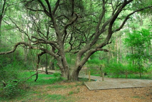 A large, twisted tree stands in a lush green forest, with a wooden path winding through the underbrush.