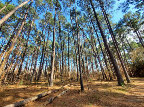Tall pine trees stretch towards a clear blue sky, with fallen branches scattered on the forest floor.