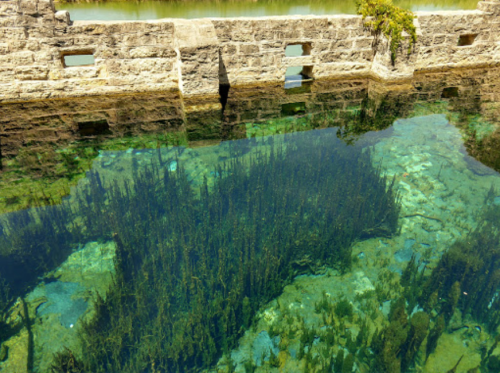Clear water reveals underwater plants and rocky bottom, with a stone wall partially visible above the surface.