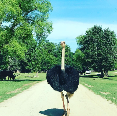 An ostrich stands in the middle of a dirt road, surrounded by greenery and other animals in the background.