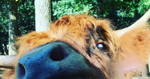Close-up of a Highland cow's face, featuring its distinctive long hair and large nose, surrounded by greenery.
