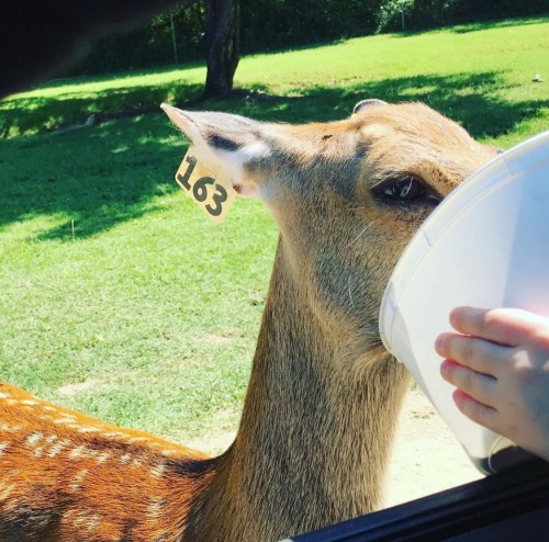 A close-up of a deer with an ear tag, reaching for food from a person's hand holding a bucket.