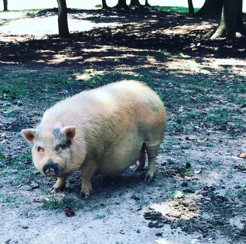 A small, light-colored pig stands on sandy ground in a wooded area, surrounded by trees.