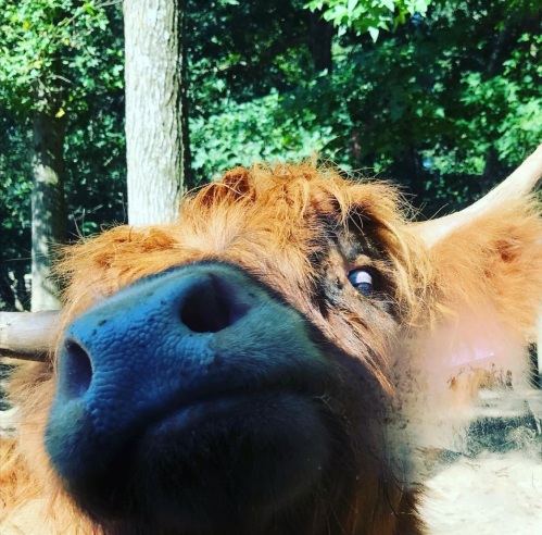 Close-up of a Highland cow's face, featuring its shaggy orange fur and large nose, with trees in the background.