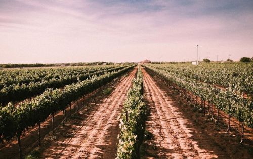 A wide view of a vineyard with rows of grapevines stretching into the distance under a clear sky.