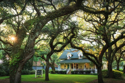 A charming house surrounded by large, leafy trees, with sunlight filtering through the branches in a serene setting.