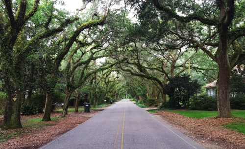 A quiet street lined with lush trees, creating a natural canopy overhead, with fallen leaves on the ground.