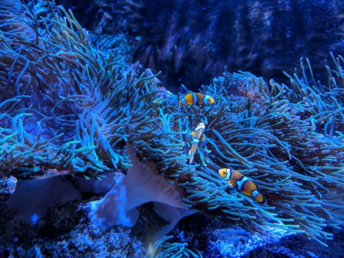 Clownfish swim among vibrant blue anemones in a colorful underwater scene.