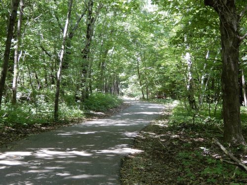 A winding path through a lush green forest, surrounded by tall trees and dappled sunlight.