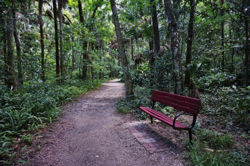 A red bench sits beside a winding dirt path through a lush, green forest.