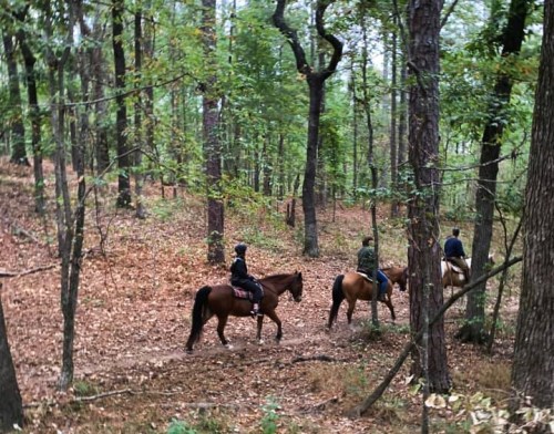 Three riders on horseback navigate a wooded trail, surrounded by trees and fallen leaves.