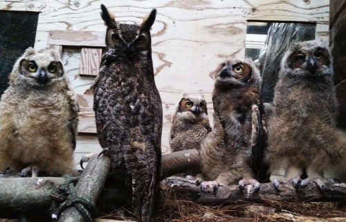 A group of five owls, including one adult and four fluffy chicks, perched on a branch in a wooden enclosure.